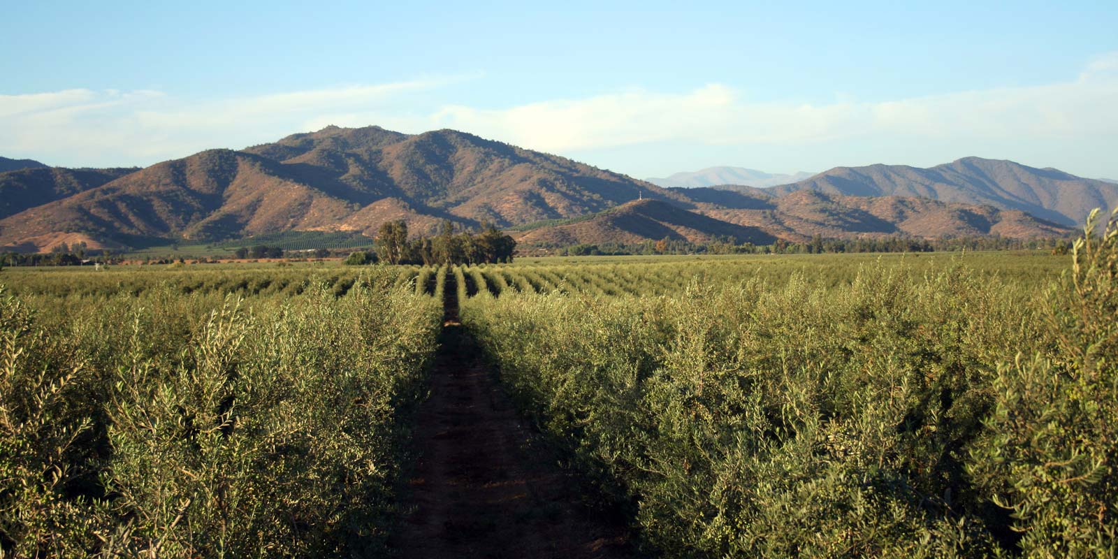 Hacienda Chorombo