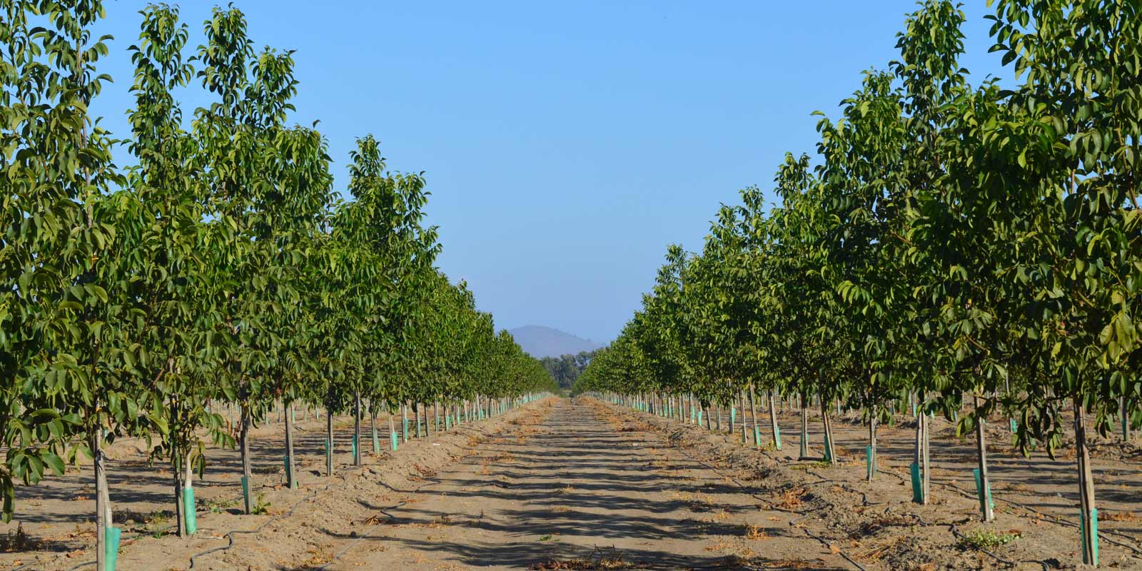 Procesos Agrícolas